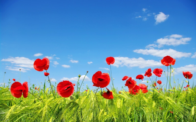 Flower, Clouds, 2K, Meadow, Poppies, Red, Fields, Sky