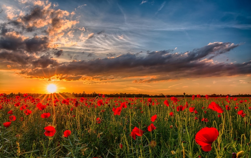 flower Head, backgrounds, cloud - Sky, dusk, grass, landscape, agriculture, day, blue, flowers, flower, farm, sun, nature, environment, rural Scene, red