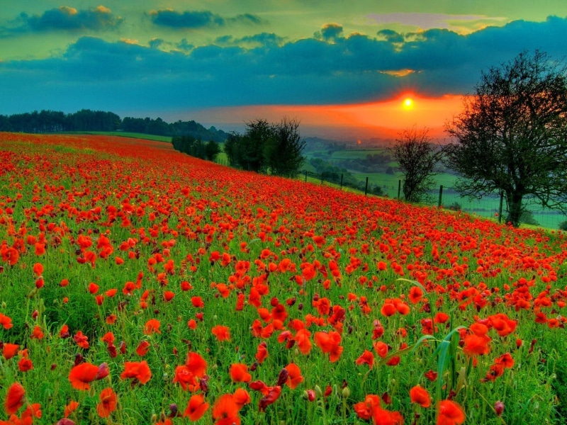 poppy field, sundown, nature, poppy, 1080P, summer, field, beautiful, sunrise, clouds, trees, sunset