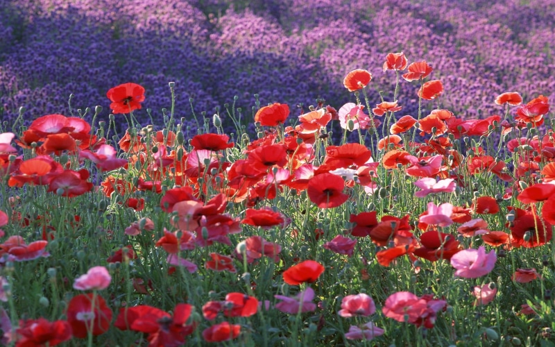 gorgeous, red, flower, nature and landscapes, poppies, poppy, fields, flowers, pink, 2K, nature, petal, field