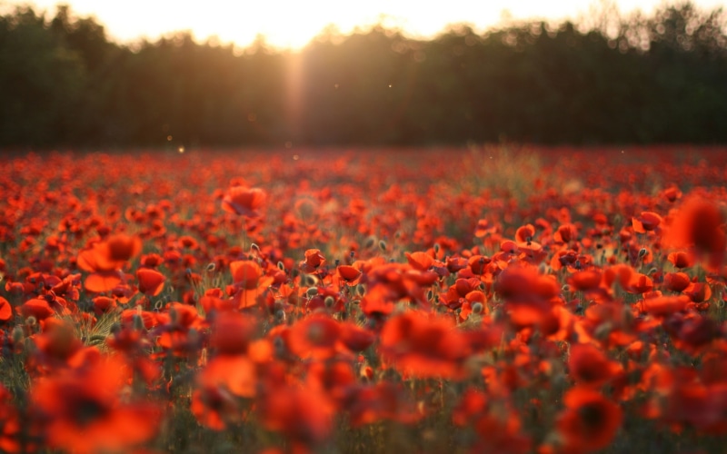 Sun, Red, 2K, Poppies, Field, Flowers, Rays