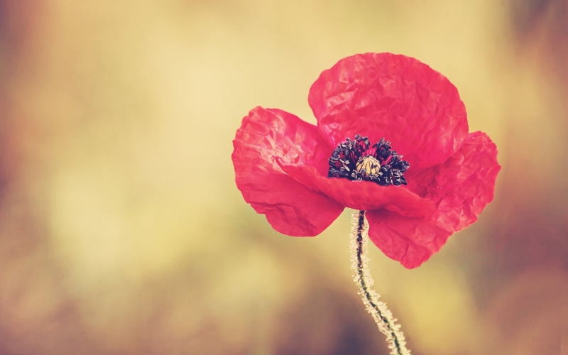 flowers, poppy, 1080P, nature, flower, vulnerability, macro, plant, poppies, day, fragility, beauty in nature, red, no people, plants, flowering plant