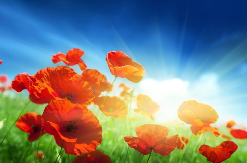 4K, flower, sky, flowers, flowerbed, summer, poppy, flowering plant, poppies, red, freshness, scenics, light, grass, day, field, green Color, meadow, bright