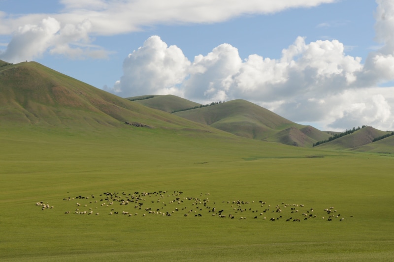 domestic, nature, wide, beauty in nature, farm, 4K, scenics, mammal, mountains, animal themes, group of animals, no people, sky, animal, Mongolia, nomadic life
