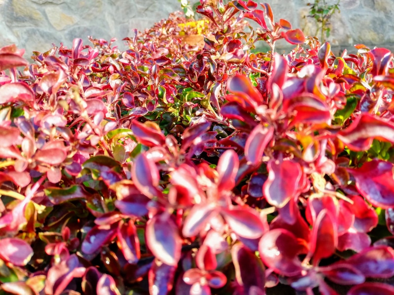 plant, fragility, flower head, pink color, chenab nagar, bunch of flowers, flower, no people, pakistan, plant part, flowering plant, nature, 4K, beauty in nature