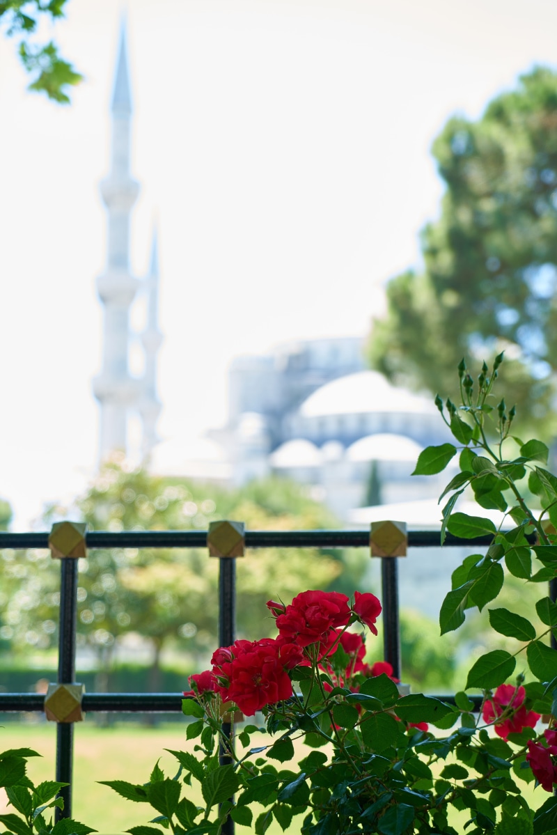 building Exterior, old, nature, sky, flowers, Cami, Flower, minaret, city ​​center, sultanahmet, islam, Landscape, religion, red, photography, growth, fragility