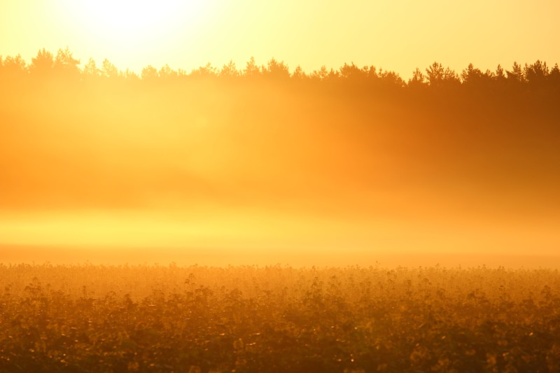 forest, scenics - nature, non-Urban Scene, scenics, sunset, sunrise - Dawn, morning mist, sun, yellow, sunlight, silhouette, autumn, light, mood, land
