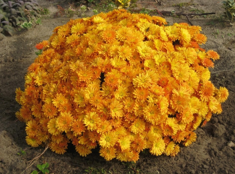 freshness, bouquet, season, garden, chrysanthemums, inflorescence, colors, beauty In Nature, flower Head, ball, growth, outdoors, nature, marigold, petal