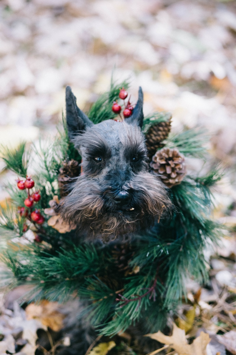 flower, animal head, coated, fall, domestic animals, portrait, floral, black, pet, one animal, mammal, looking at camera, animal, garland, puppy, green