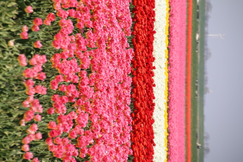 field, decoration, petal, geranium, spring, floral garland, day, lupin, rug, vulnerability, pink color, flowering plant, iris, carnation, petaled, anthurium
