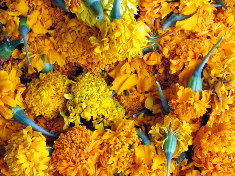 flowering plant, nature, fragility, flower market, full frame, day, produce, œillet of india, bunch of flowers, flower, market, backgrounds, laos, food