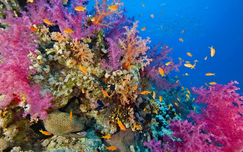 group of animals, indonesia, school of fish, seabed, water, ecosystem, vertebrate, animal, sea, marine, raja, multi colored, invertebrate, undersea, reef