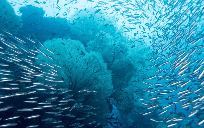 ampat, underwater, beauty in nature, vertebrate, ecosystem, no people, water, animals in the wild, animal, large group of animals, sea life, ocean, sea