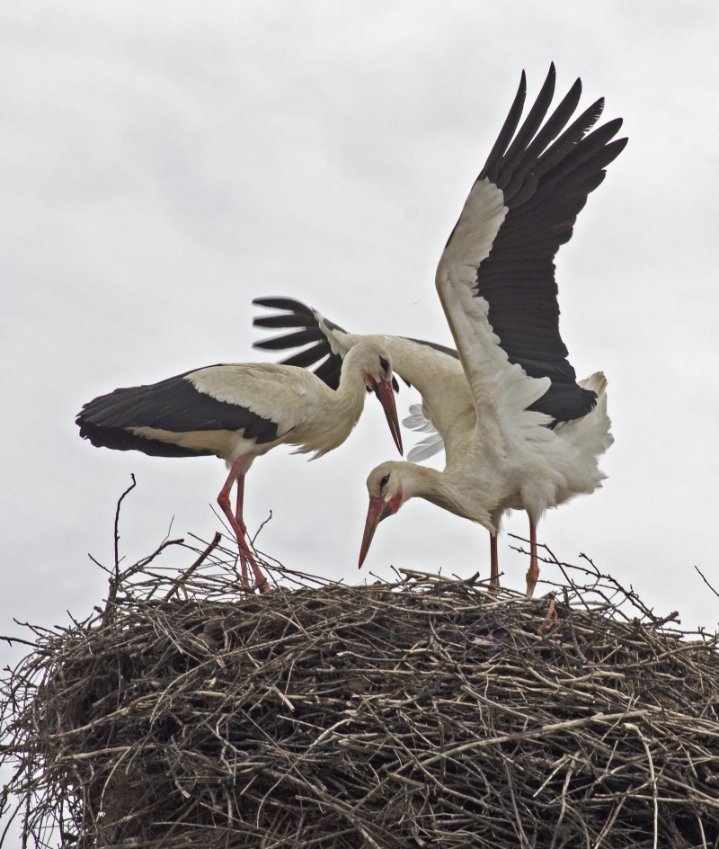 birdwatching, plumage, no people, flying, nest, outdoors, spread wings, birding, fly, white, baba marta, birds, sky, nature, feathers, migratory, balkans
