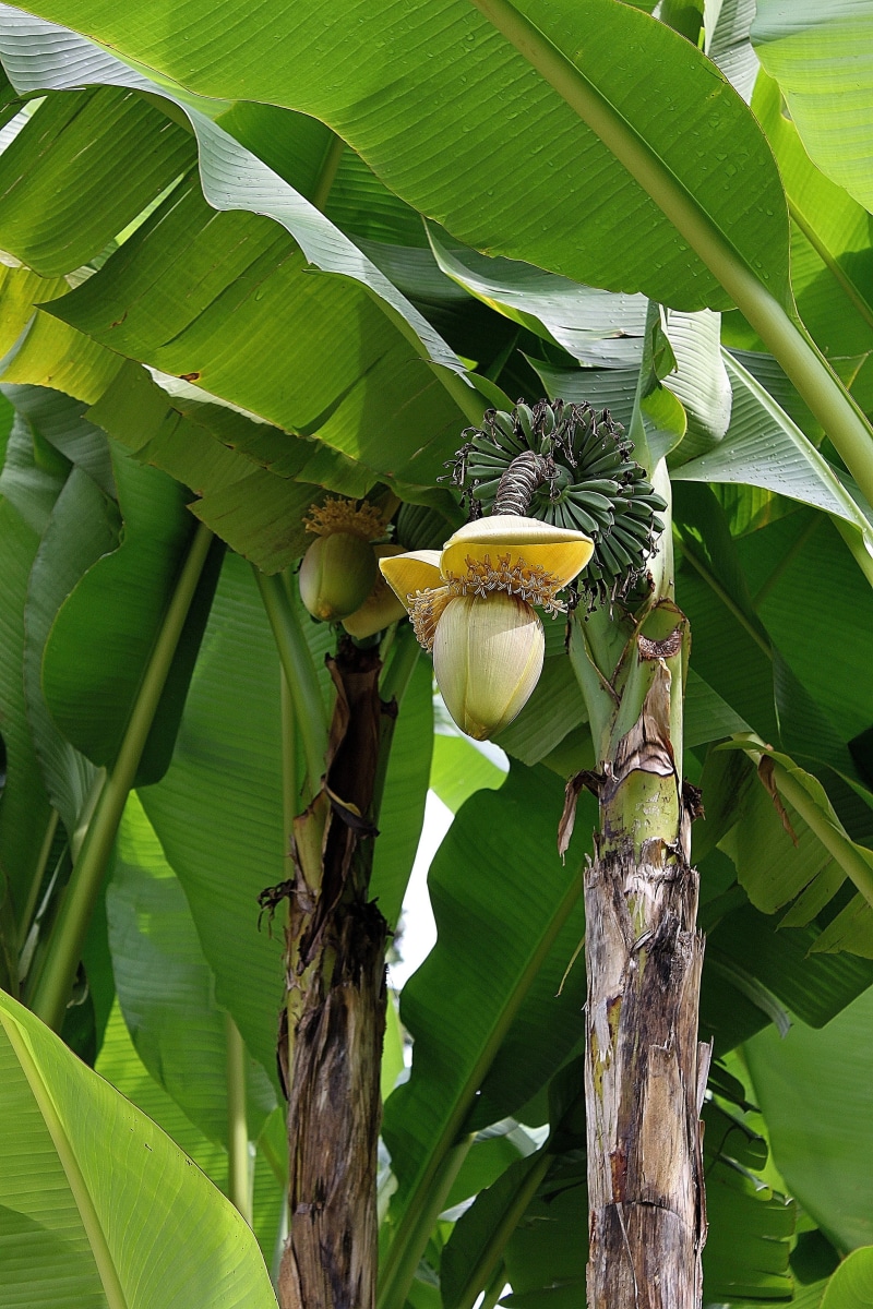 banana tree, day, fruit, Banana, green color, no people, banana leaf, 4K, close-up, food, plant, outdoors, animals in the wild, leaf, healthy eating, baba fig