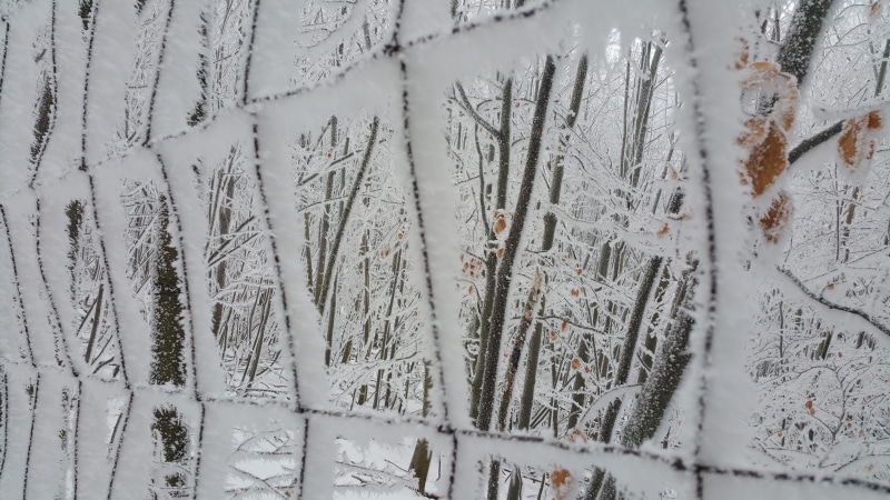 day, plant, coniferous tree, beauty in nature, fencing, cold temperature, fence, white color, outdoors, nature, close-up, pezinská baba, 5K, backgrounds