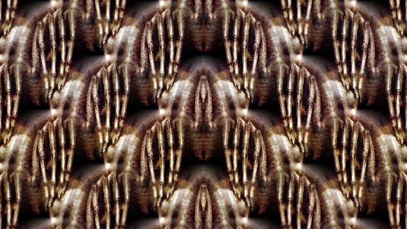 H. R. Giger, abstract, sea life, underwater, pattern, invertebrate, animal wildlife, undersea, backgrounds, animals in the wild, close-up, sea, 1080P