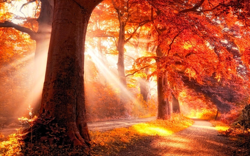 heavenly, 1080P, autumn, road, nature and landscapes, forest, sun rays