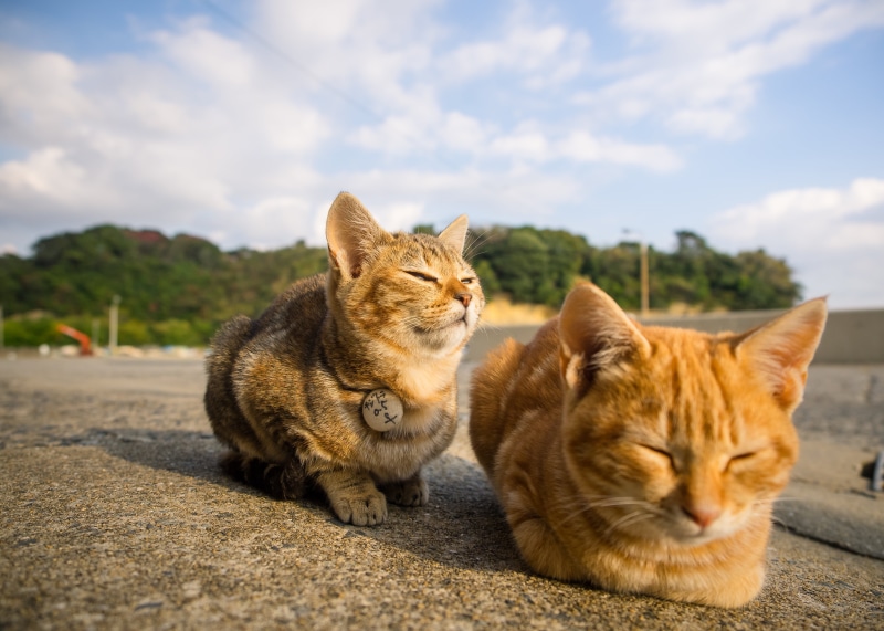 OM, orange, you  two, Tabby cats, pets, 4K, heaven, two, outdoors, cats, be with you, kitten, heavenly, brown and orange, feline, cute, domestic Cat, Japan