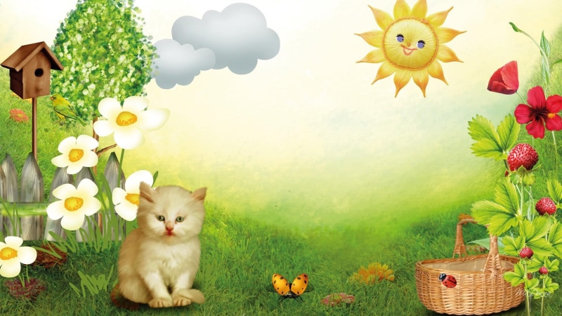 kitten, bird feeder, 1080P, bird house, flowers, garden, trees, clouds, sunshine, field, ladybug, kittens, strawberries, heavenly