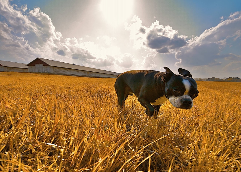 meadow, summer, dog, black dog, small, wide-angle, agriculture, nature, farm, grass, black, sky, field, shorted, heaven, wide  angle, boston  terrier, pets