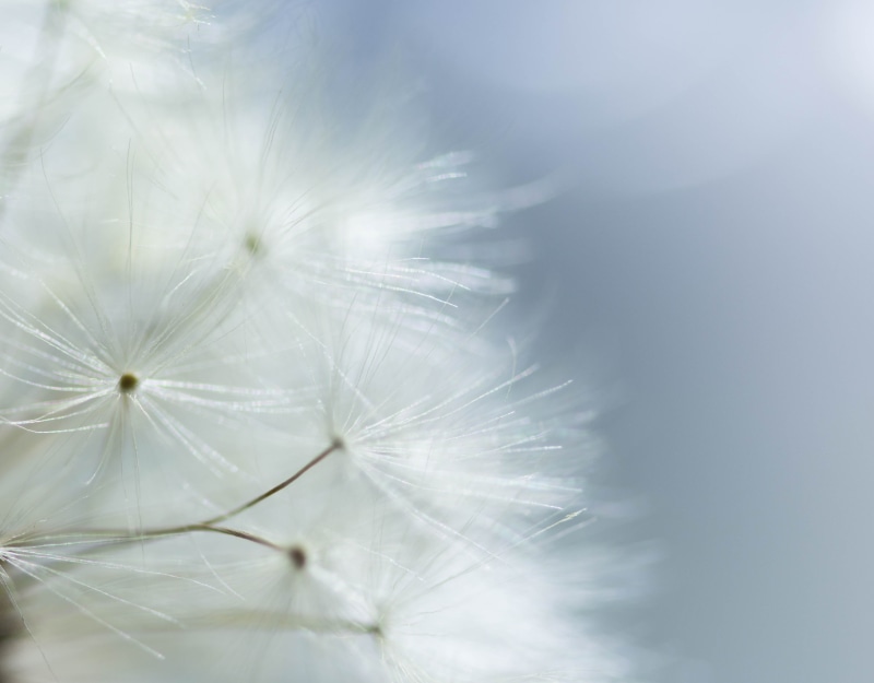 mondays, Whispered, nature, close-up, fluffy, flower, white, dandelion, soft, Wishes, plant, heavenly, summer, single Flower, macro, HD, 2K, fragility