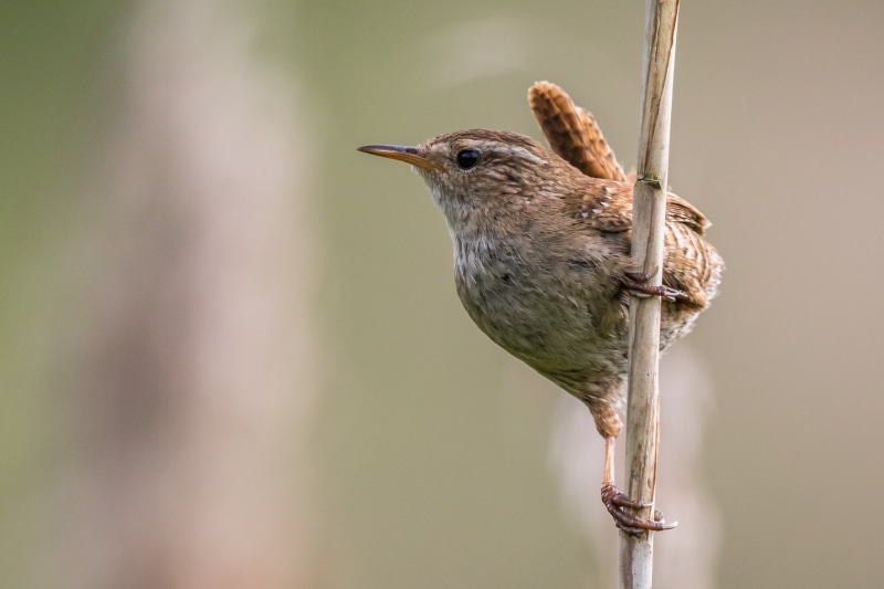 feather, bird, beak, Worcestershire  Wildlife  Trust, animal, perching, daytime, wren, bird Watching, brown, Moors, 2K, brown bird, nature, Upton  Warren