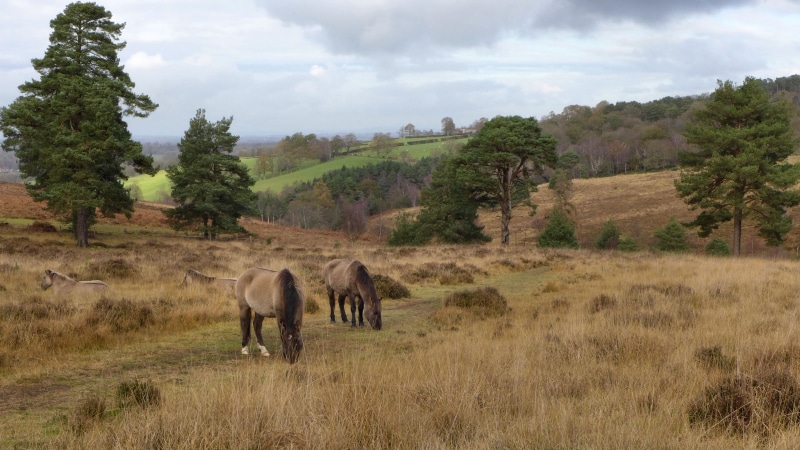 view, nature, Ashdown Forest, horses, Pony, Sussex Wildlife Trust, Panasonic Lumix LX7, Forest View, heathland, Konik, countryside, animal, tree, field