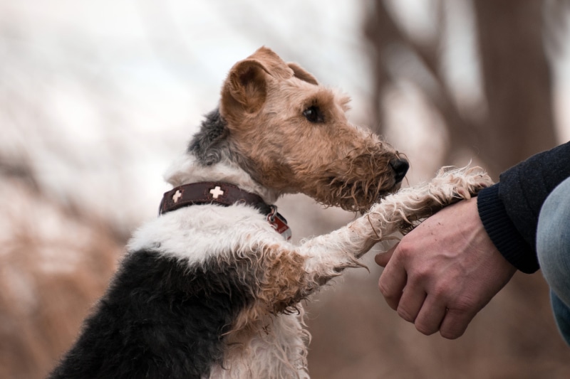 hand, paw, domestic animals, human, pet owner, mammal, dog, trust, pet, holding, adult, care, human hand, human body part, love, one animal, real people