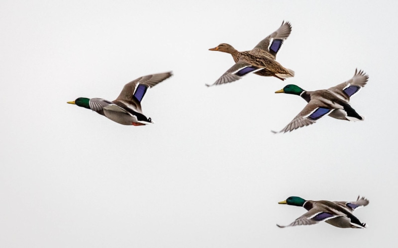 Gloucestershire, Mallard Duck, Nature, brown, animal Wing, bird, spreading, wings, Fauna, Blog, flying, 5D, jpg, ducks, feather, blue, Wildfowl and Wetlands Trust