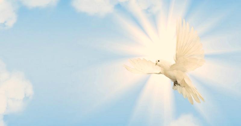 blue, day, angel, spread wings, animal world, mid-air, flight, greeting card, white color, animal wildlife, ray of light, nature, flying dove, sky, animal themes