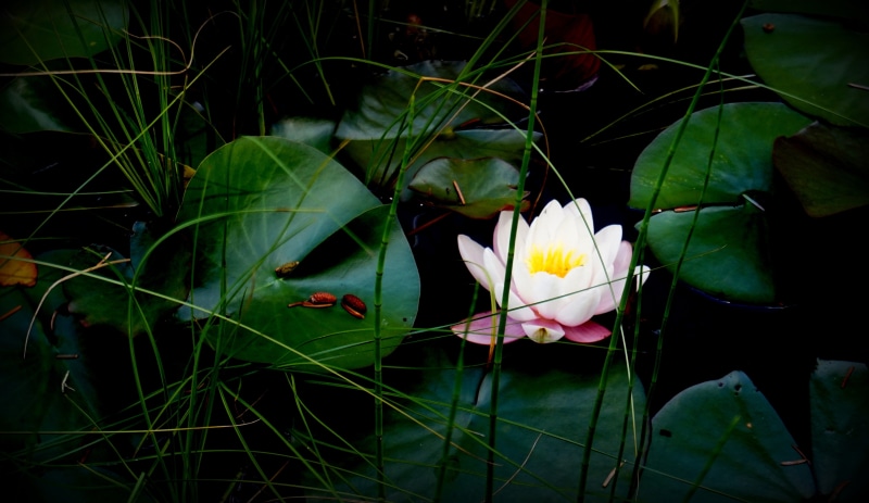 growth, beauty in nature, nature, blossom, flower, water lily, the divine consciousness, white water lily, inflorescence, flower head, bloom, no people