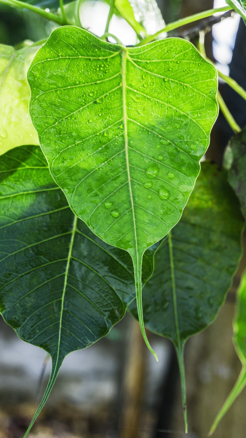 5K, bodhi leaves, dew, religion, freshness, natural pattern, dewdrop on leaves, buddhism, ficus religiosa, awake-ness, growth, plant, focus on foreground