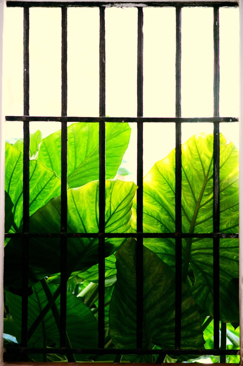 full frame, outdoors, pattern, building, leaf, architecture, nature, security, grid, safety, protection, green Color, day, backgrounds, behind bars, plant
