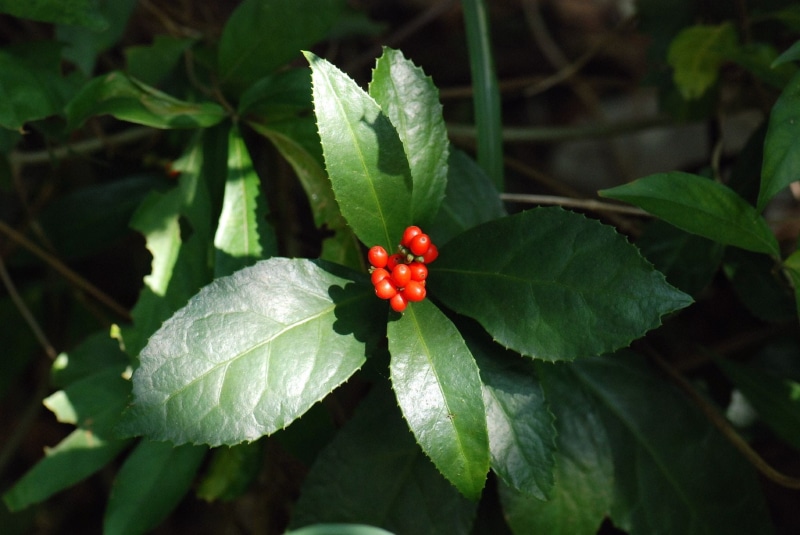 nature, Free, red, focus on foreground, full mountain fragrance, grass coral, freshness, elderberry, Coral, food and drink, close-up, no people, plant