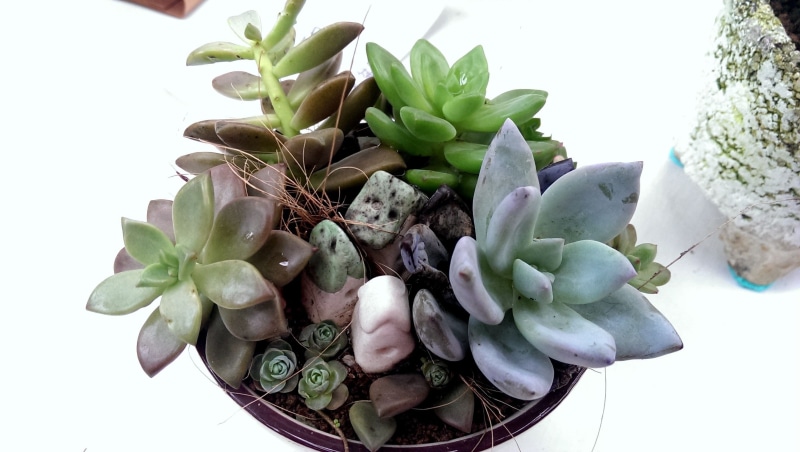 windmill genus, freshness, nature, micro-pot, green color, plant, no people, potted plant, food and drink, potted plants, herb, growth, pebble, 2K, cactus