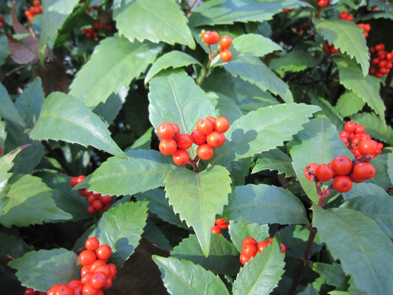 healthy eating, elderberry, close-up, focus on foreground, no people, plant part, green color, ripe, the ninth festival of flowers, red sub, 4K, rowanberry