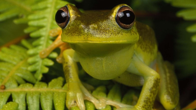 animal eye, one animal, rainforest, animal wildlife, vertebrate, focus on foreground, frog, 720P, animal head, close-up, animal themes, front view, portrait