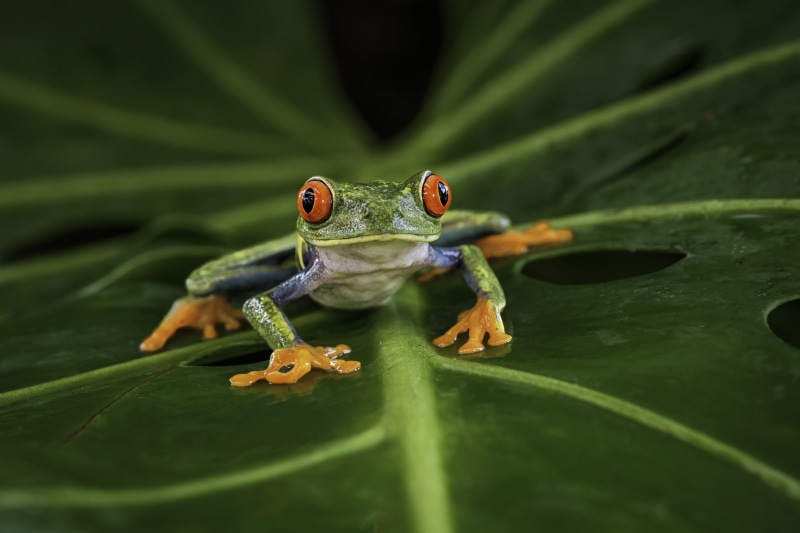macro, growth, frog, green color, nature, leaf, plant part, animals in the wild, animals, selective focus, amphibian, plant, one animal, animal eye, day
