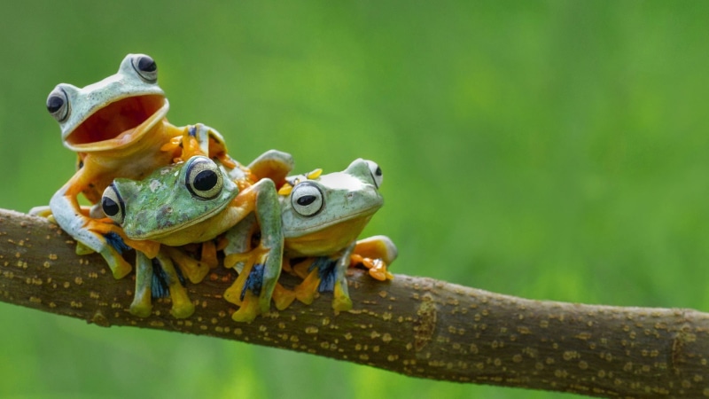 animal themes, amphibian, branch, small, group of animals, animal, reptile, animals in the wild, two animals, animal head, green color, outdoors, focus on foreground