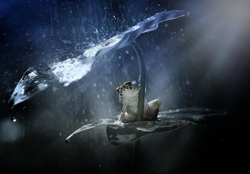 amphibian, water, frog, animals, plants, 1080P