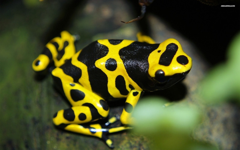 amphibian, 1080P, frog, animals, poison dart frogs, nature