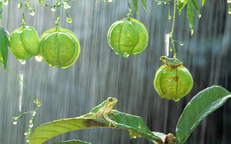 nature, close-up, plants, frog, no people, beauty in nature, photography, wellbeing, 1080P, fruit, food and drink, focus on foreground, tree, green, growth