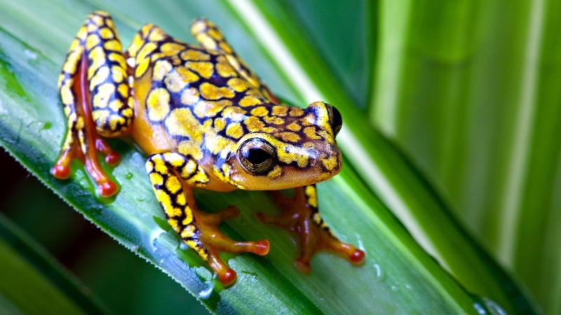 frog, 1080P, amphibian, nature, animals