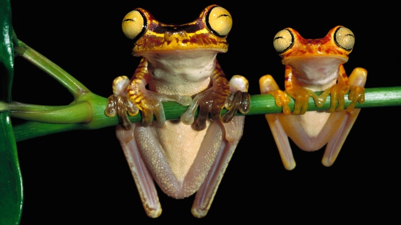 animal themes, animal eye, animals in the wild, 1080P, invertebrate, art and craft, frog, indoors, insect, amphibian, animal body part, black background