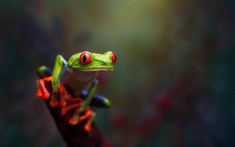 macro, 1080P, frog, amphibian