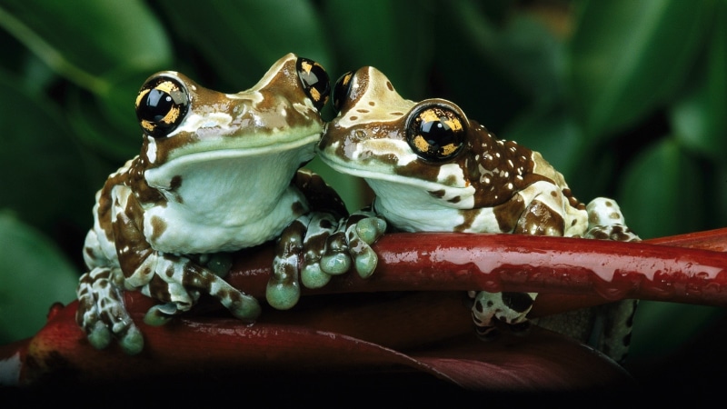 animal markings, close-up, frog, animal themes, green color, animal body part, amphibian, invertebrate, animal, 1080P, day, outdoors, animals in the wild