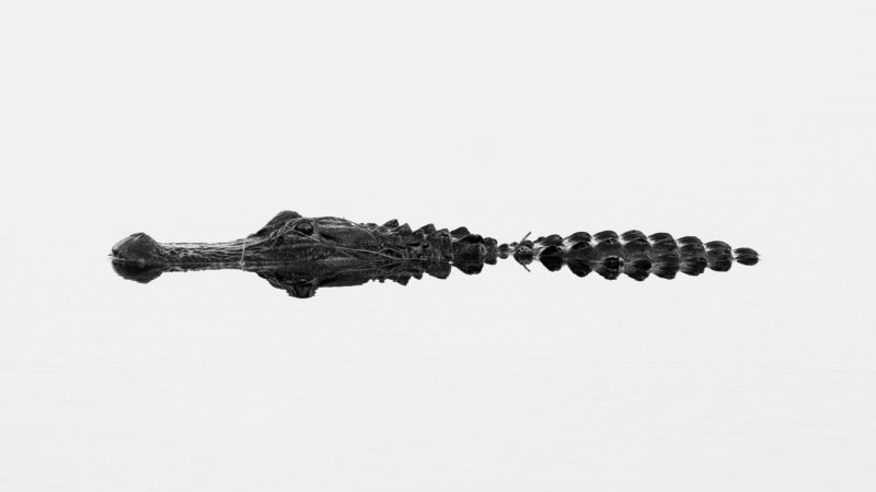 amphibian, minimalism, black, photography, single object, close-up, white, no people, cut out, warning sign, reptiles, healthy lifestyle, metal, copy space