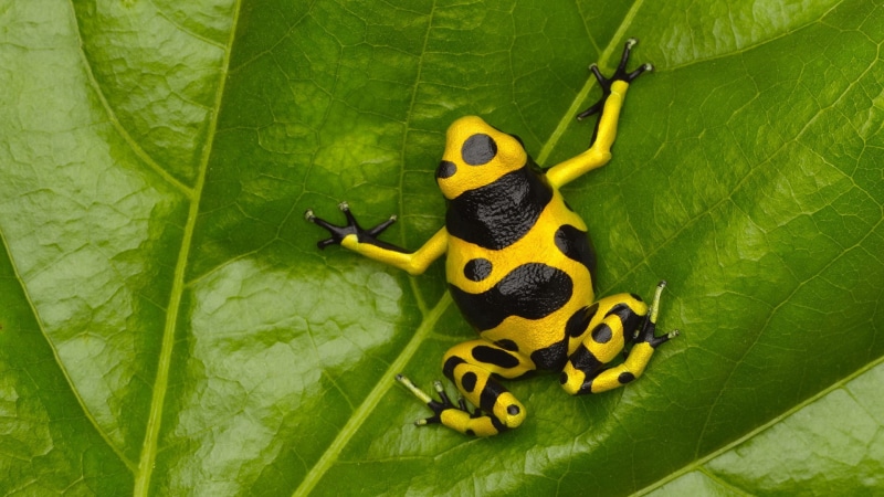 leaves, animals in the wild, black, plant, animals, high angle view, green, growth, amphibian, animal themes, leaf, animal wildlife, green color, plants