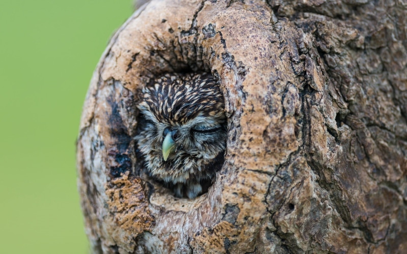 animal, animal head, sleeping, outdoors, birds, wood, one animal, mammal, animals, depth of field, tree trunk, vertebrate, nature, animal body part, animal eye